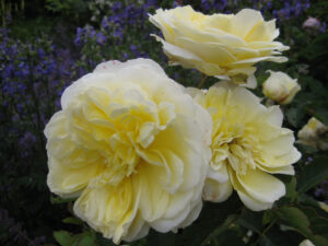 Rosa 'The Pilgrim', im Rosenlabyrinth von Coughton Court