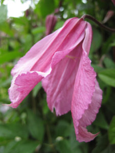 Clematis 'Alionushka' im Rosenlabyrinth von Coughton Court