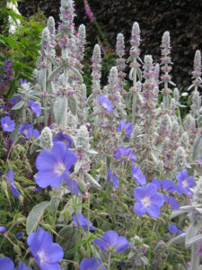 Geranium Hybride, Stachys byzanthina, Rosenlabyrinth, Coughton Court