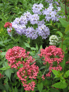 Centranthus ruber, Spornblume vor Campanula, Glockenblume, Rosenlabyrinth, Coughton Court