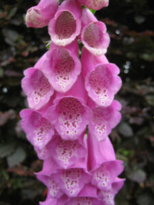 Digitalis purpurea, Fingerhut, im Rosenlabyrinth von Coughton Court