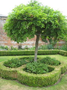 Early Summer Garden mit Wisteria und Paeonien in Coughton Court