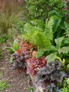 Heucheras, Garten Aleida Zuch, Moormerland 