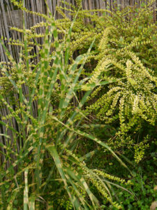 Miscanthus 'Zebrina' LATÜT