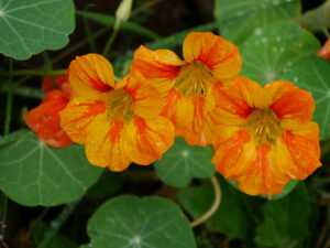 Tropaeolum majus, Kapuzinerkresse, Unter den Eichen, LATÜT-Garten, Karin Berends-Lüürßen