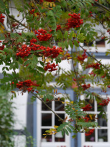 Vorgarten Landhaus Willand