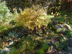 Larix decidua, Hexenbesen der Europäischen Lärche, Steingarten, Wurzerlsgarten