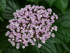 Hydrangea macrophylla 'Ayesha', Popcorn-Hortensie, Garten Tanja Bohlken