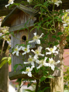 Clematis montana 'Wilsonii', Garten Tanja Bohlken