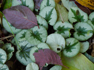 Cyclamen-Blätter, im Waldgarten Christiane Hame