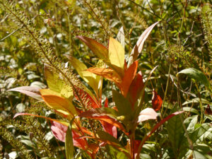 Lysimachia clethroides, Schneefelberich, Herbst-Garten Christiane Hame