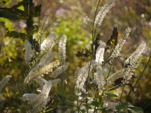 Cimicifuga simplex  'White Pearl',Herbst-Garten Christiane Hame