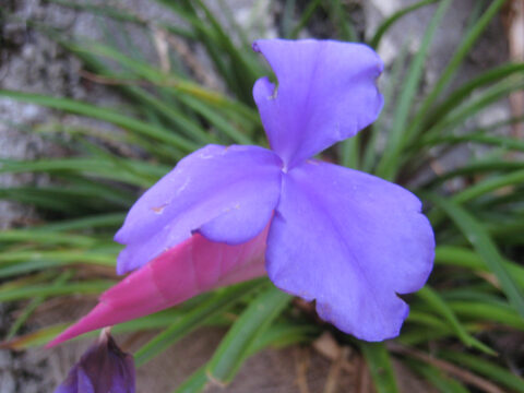 Wallisia cyanea, Wurzerlsgarten Blüte