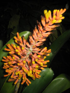 Aechmea caudata