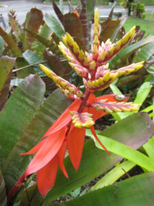 Aechmea chantinii