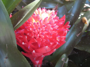 Billbergia pyramidalis, Bot.Garten Puerto de la Cruz