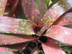 Neoregelia ampullacea, Bot. Garten Oxford