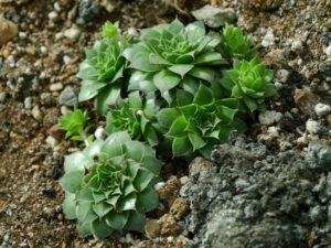 Sempervivum davisii subsp.davisii, Expo Antalya