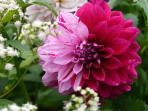 Dahlia Hybride, Ageratina altissima, Gärtnerei Berthold Picker