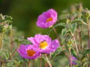 Cistus incanus ssp. tauricus, Graubehaarte Zistrose, im alten Hausgarten der Staudengärtnerei van Diemen