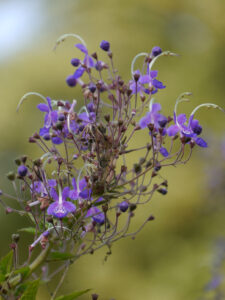 Caryopteris divaricata - Stauden-Bartblume im Lindengarten von van Diemen