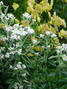 Solidago 'Loysder Crown', Goldrute; Anaphalis yedoensis, Großes Perlkörbchen, van Diemen