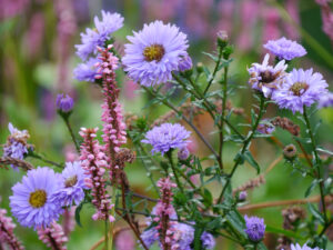 Symphyotrichum 'Ada Ballard', Glattblatt-Aster; Persicaria amplexicaulis 'Rowden Gem', Kerzenknöterich, Lindengarten Gärtnerei van Diemen