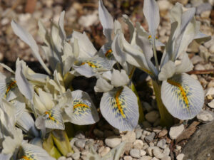 Iris histrioides x winogradowii 'Katherine Hodgkin', Orchideeniris, in Wurzerlsgarten