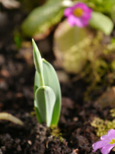 Galanthus 'Trumpolute', Wurzerlsgarten