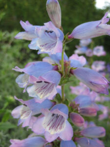 Penstemon 'Sour-Grapes', Sissinghurst