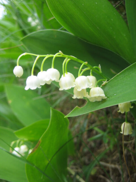 Convallaria majalis, Maiglöckchen in Wurzerlsgarten