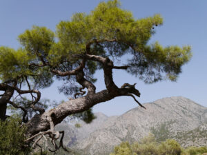 Termessos Örenyeri, nahe Antalya, Taurus