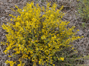 Genista burdurensis, Endemitischer Ginster am Saldasee