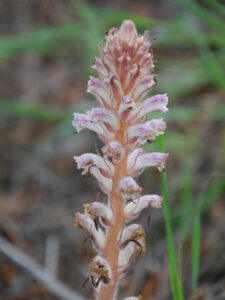 Orobanche crenata, Karacaören Baraji II