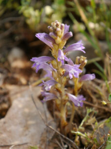 Orobanche caesia Rchb., Karacaören Baraj  gölü uzantisi