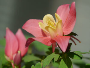 Aquilegia caerulea, rosa und elfenbeinweiße Hybride, in Wurzerlsgarten