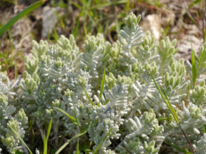 Rosularia globulariifolia (Fenzl), Antalya im Paeoniengarten