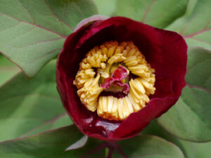 Paeonia turcica im Paeoniengarten im Taurus