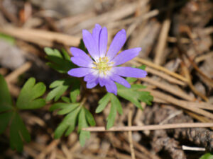 Anemone blanda, im Paeoniengarten im Taurus über Antalya