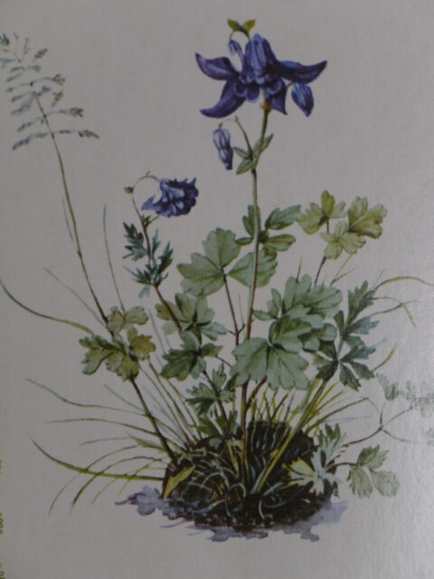 gemalte Aquilegia vulgaris auf Ansichtskarte