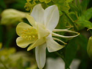 Aquilegia 'Maxi Yellow Star'