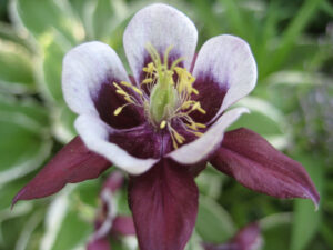 Aquilegia vulgaris 'William Guiness' in Wurzerlsgarten