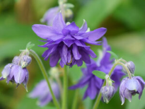 Aquilegia vulgaris var. stellata 'Blue Barlow'