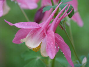 Aquilegia caerulea, rosa weiß Hybride