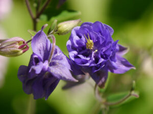 Aquilegia vulgaris, halbgefüllt, mit und ohne Sporn an einer Pflanze, lila-blau, Wurzerlsgarten