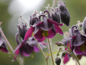 Aquilegia atrata in Wurzerlsgarten