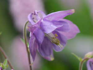 Aquilegie vulgaris, hellfliederfarben, in Wurzerlsgarten