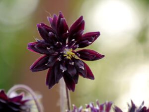 Aquilegia vulgaris var. stellata 'Black Barlow', in Wurzerlsgarten