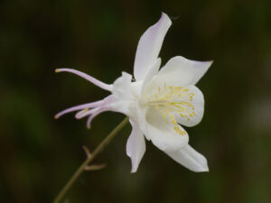 Aquilegia caerulea 'Kristall' in Wurzerlsgarten