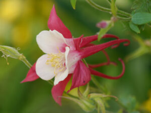 Aquilegia caerulea 'Rotstern', Wurzerlsgarten